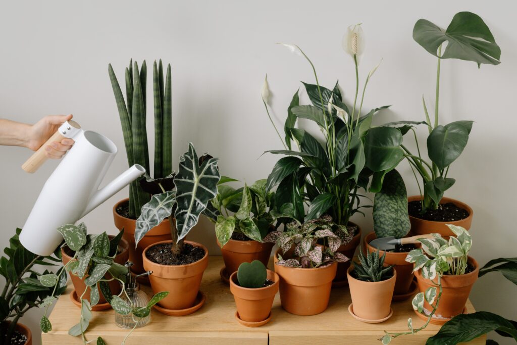 Indoor plants that you can keep in your bathroom
